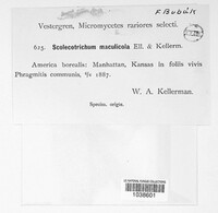 Scolicotrichum maculicola image